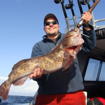 Lingcod