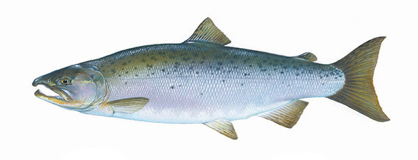 Coho Salmon