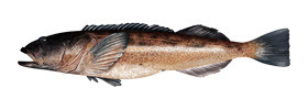 Lingcod